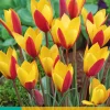 10 tulipa clusiana cynthia