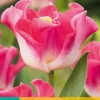5 tulipa crown of dynasty