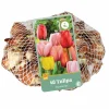 40 tulipa darwin hybride mix