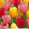7 tulipa darwin hybride mix