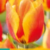 7 tulipa flair