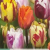 7 tulipa flaming beauty mix