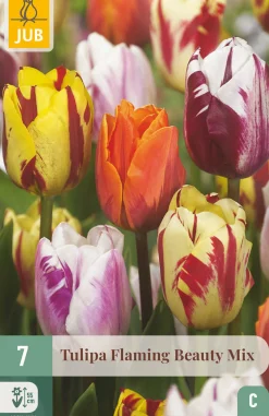 7 tulipa flaming beauty mix