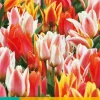 7 tulipa fun colours