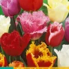7 tulipa gefranjerd mix