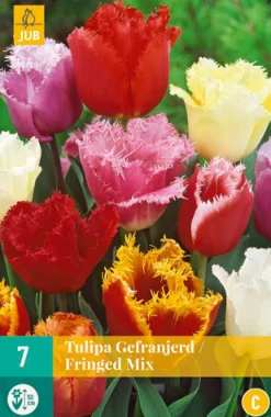 7 tulipa gefranjerd mix