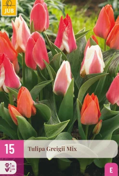 15 tulipa greigii mix