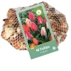 40 tulipa greigii mix
