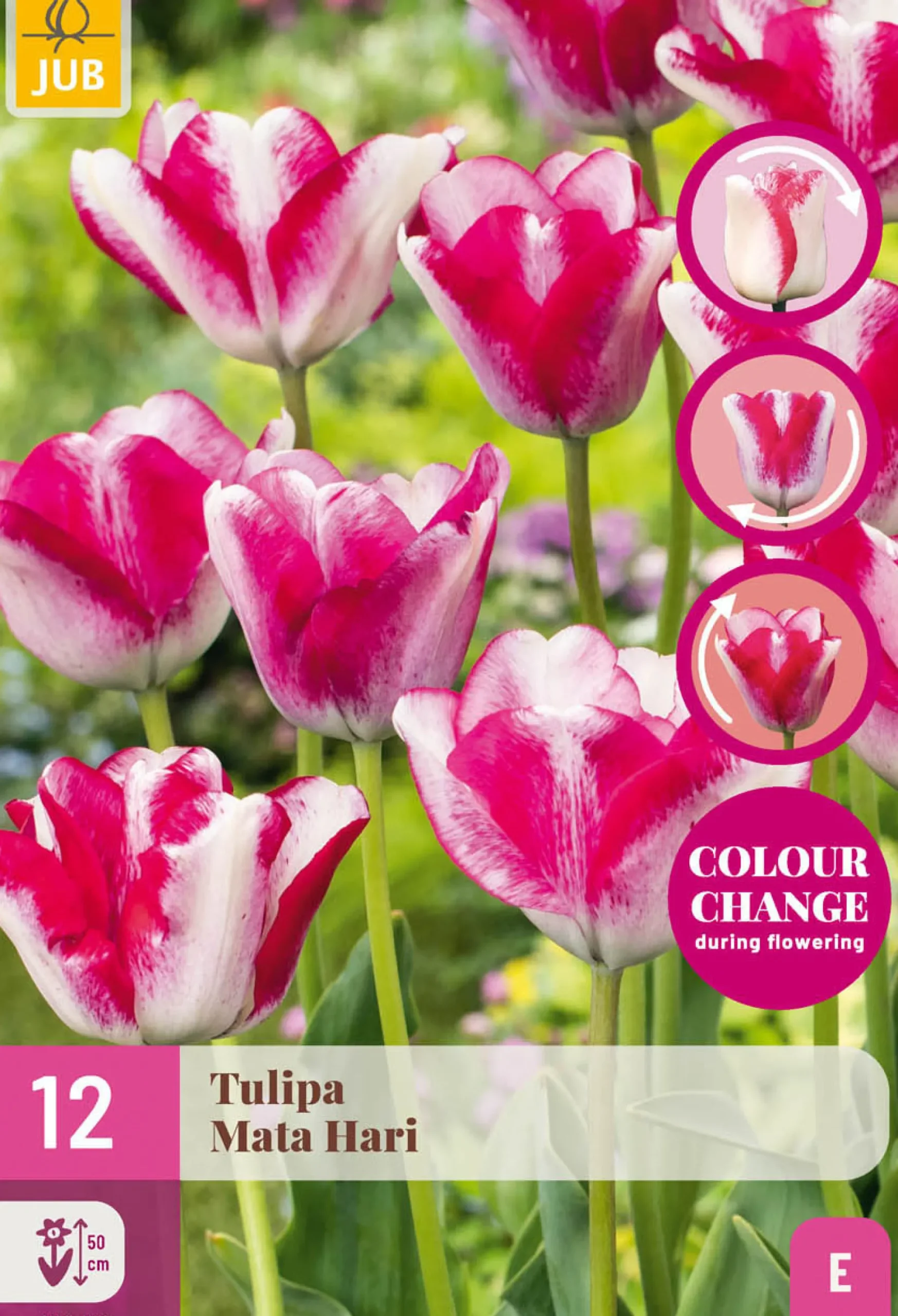 12 tulipa mata hari