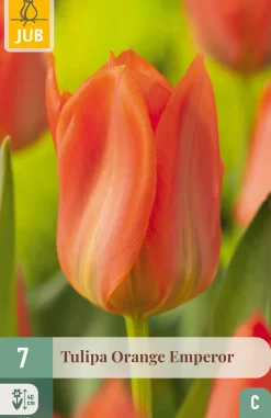 7 tulipa orange emperor