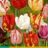 7 tulipa parkiet mix