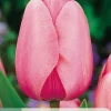 7 tulipa pink impression