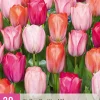 20 tulipa positive vibe