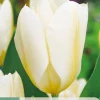 7 tulipa purissima
