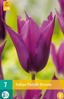7 tulipa purple dream