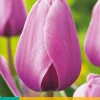 7 tulipa purple pride