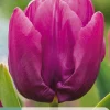 7 tulipa purple prince