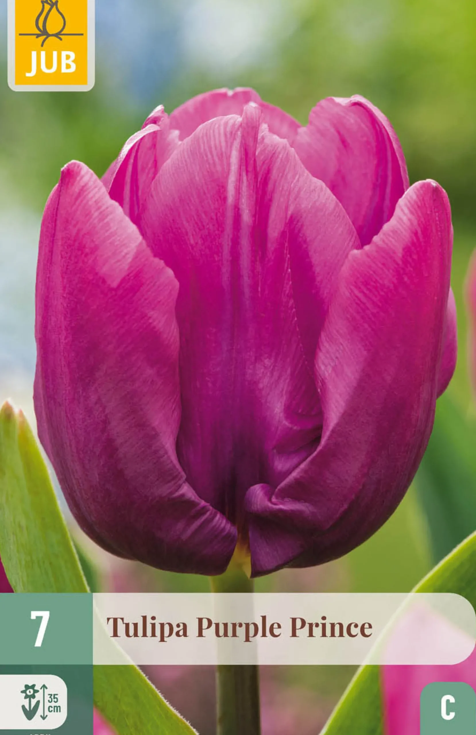 7 tulipa purple prince