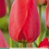 7 tulipa red impression