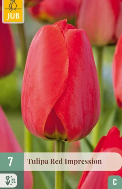 7 tulipa red impression