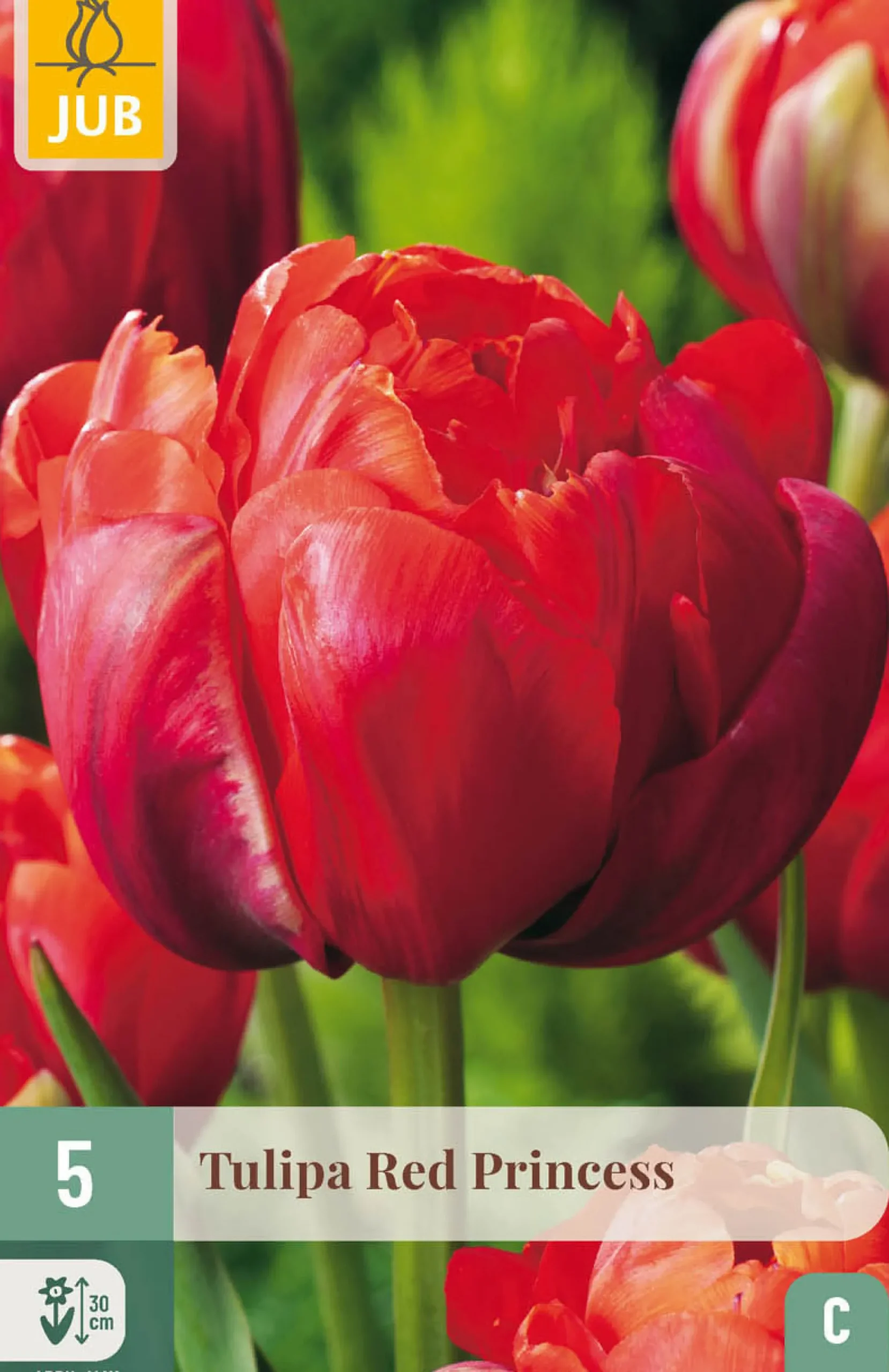 5 tulipa red princess