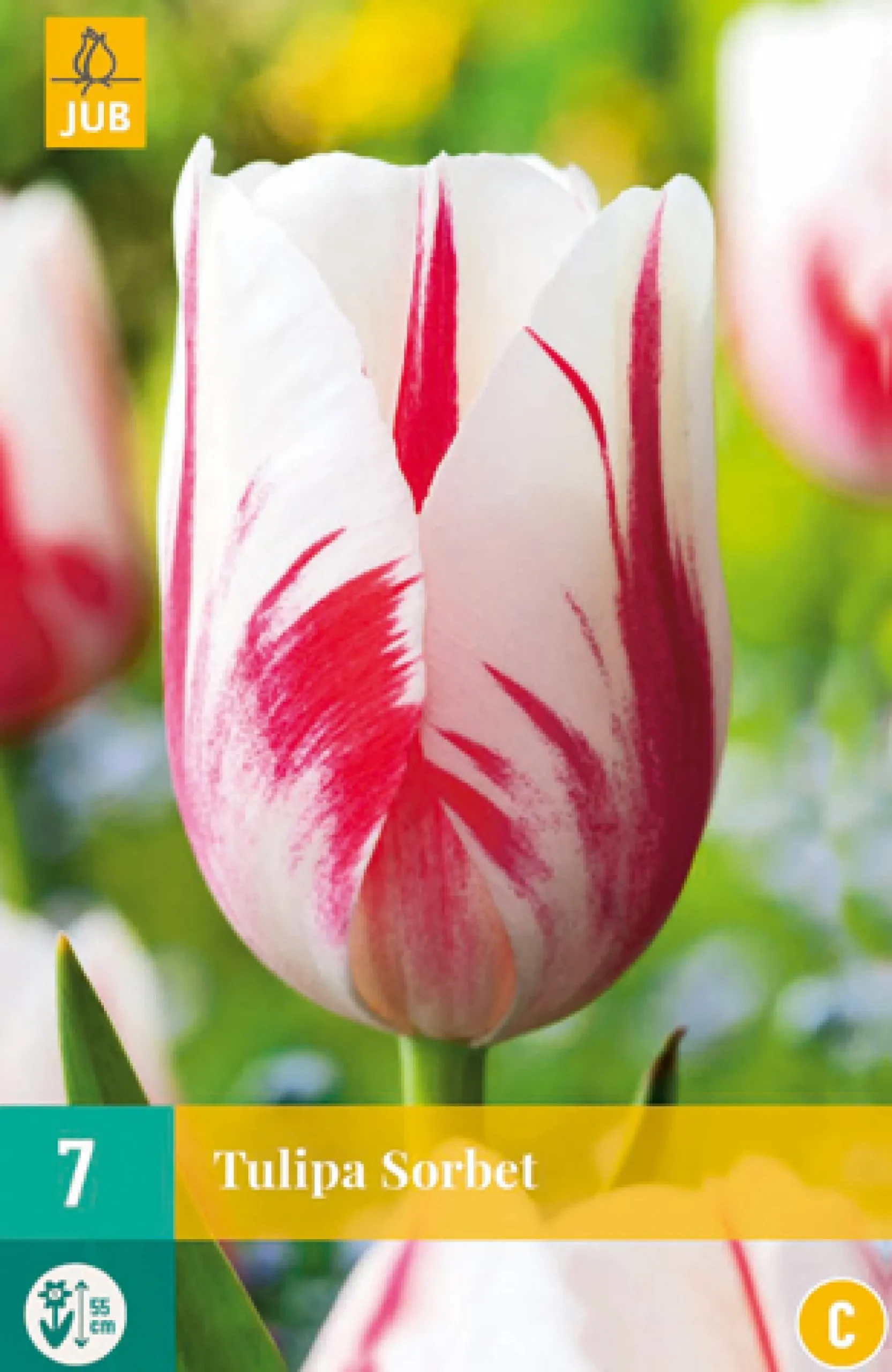 7 tulipa sorbet