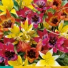 10 tulipa species mix