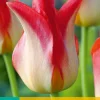 5 tulipa strawberry romanoff