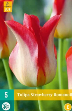 5 tulipa strawberry romanoff