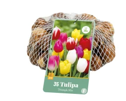 35 tulipa triumph mix
