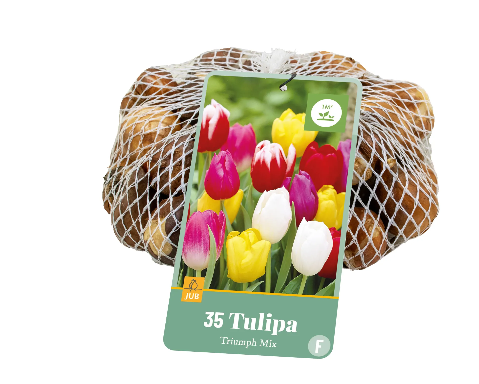 35 tulipa triumph mix