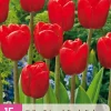 15 tulipa triumph rood