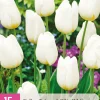 15 tulipa triumph wit