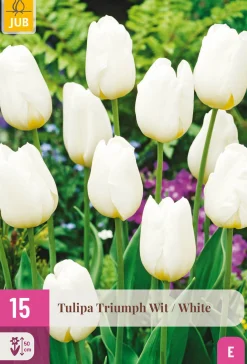 15 tulipa triumph wit