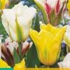 7 tulipa viridiflora mix