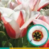 7 tulipa willem van den akker
