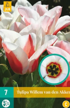 7 tulipa willem van den akker