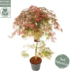 Acer palmatum Garnet ( Japanse esdoorn Garnet )