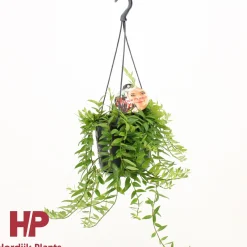 Aeschynanthus japhro p15 h30