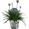 Agapanthus of afrikaanse lelie summer love blue p17 h40