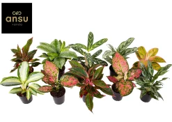 Aglaonema Groen - Rood mix