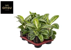 Aglaonema Lemon Mint