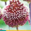 Allium red mohican 2st