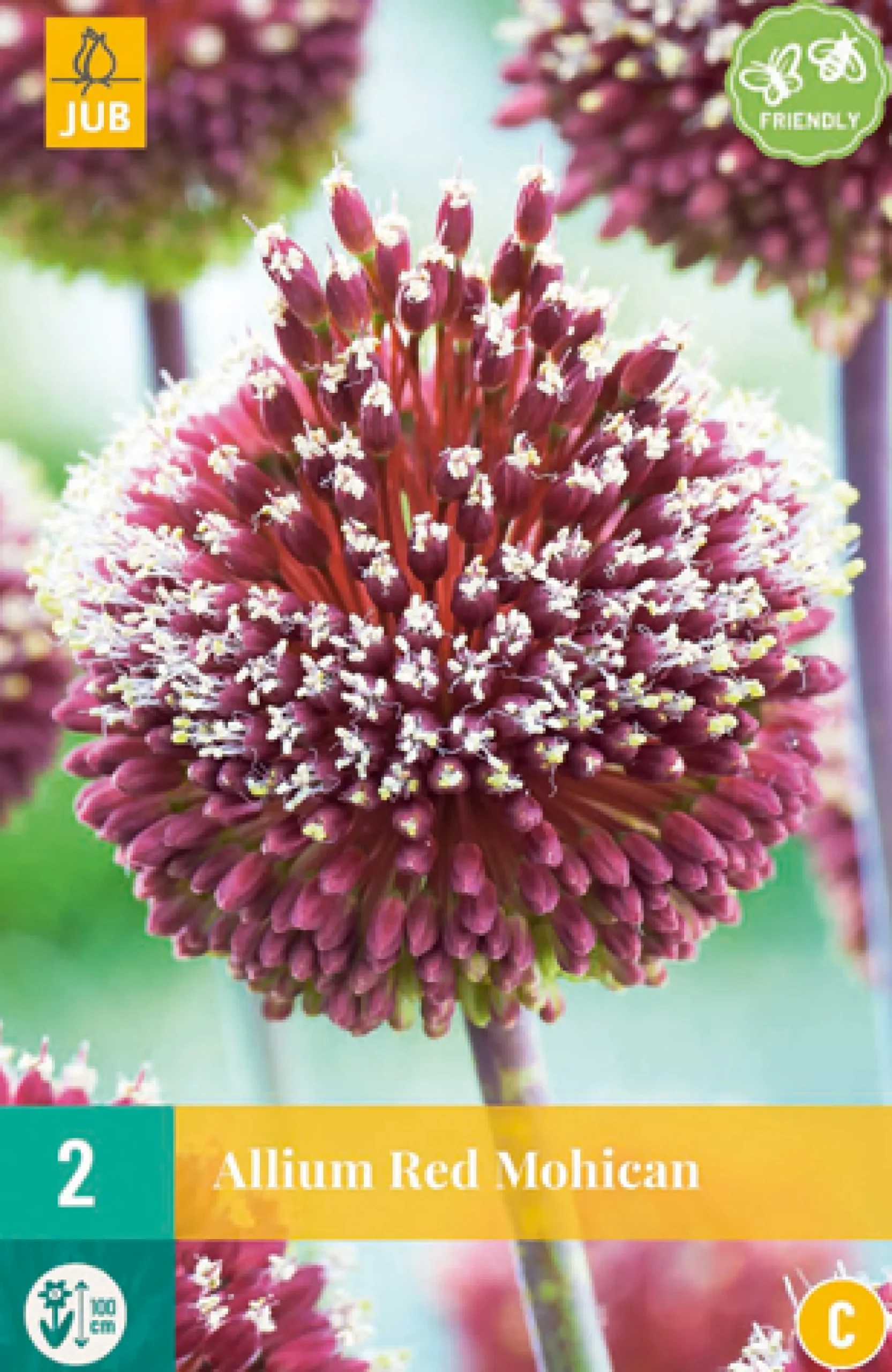 Allium red mohican 2st