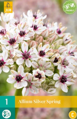 Allium silverspring 1st