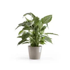 Amsterdam 20cm taupe met waterreservoir