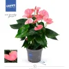 Anthurium roze p17 h65