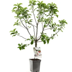 Appelboom malus domestica dwergboompje