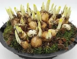 Arrangement narcis zink p29 h20