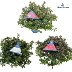 Azalea japonica Hortinno